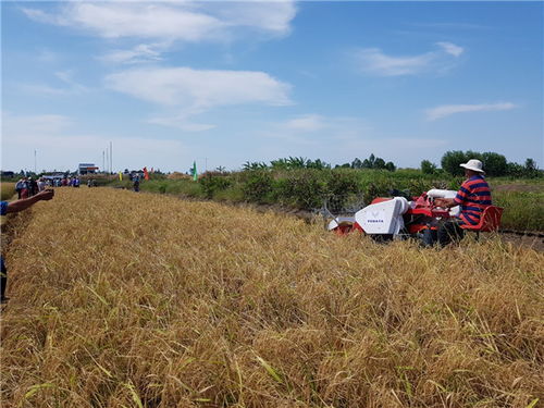 中热农业机械 图 水稻联合收割机 水稻收割机高清图片 高清大图